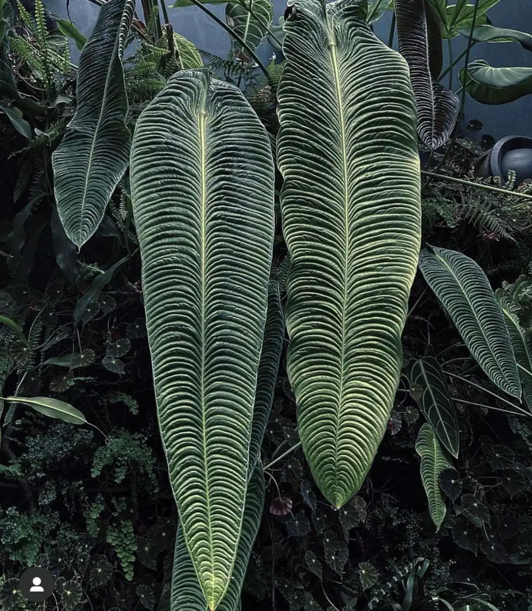 Anthurium Veitchii Starter Plant - King Anthurium Live Houseplant - Image 1