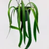 Anthurium Vittarifolium Starter Plant - Rare Aroid Live Houseplant - Image 1