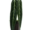 Anthurium Warocqueanum Live Plant Starter - Queen Anthurium Houseplant - Image 1