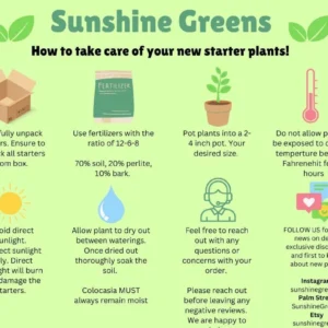 Anthurium Warocqueanum Live Plant Starter - Queen Anthurium Houseplant - Image 2