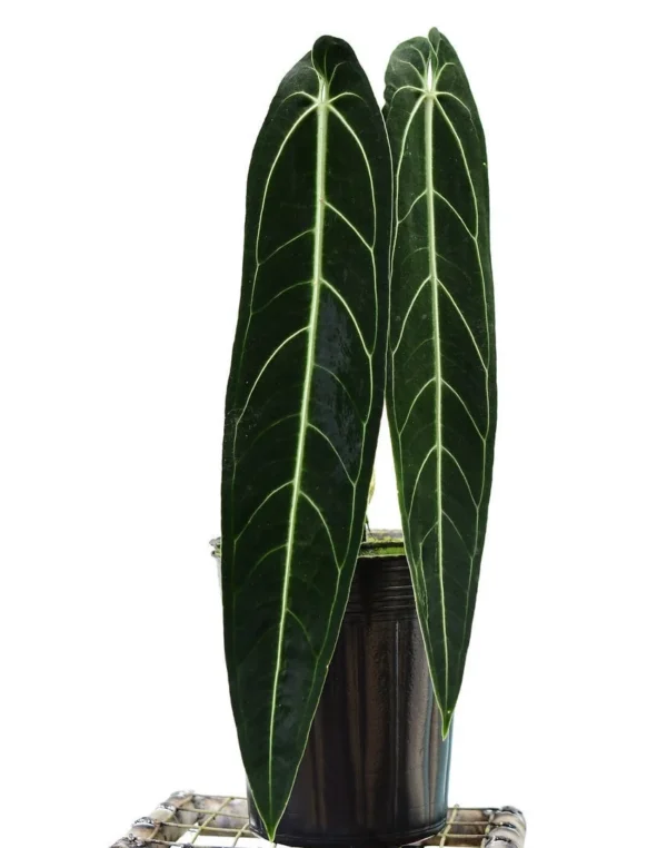 Anthurium Warocqueanum Starter Plant - Live Houseplant