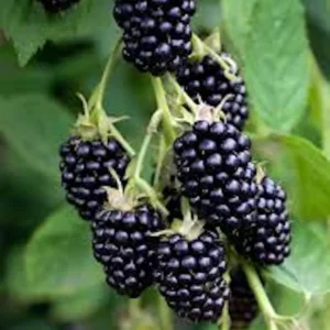 Apache Thornless Blackberry Plant - Live Bare Root Fruit Bush for Edible Gardens, Zones 6-8 - Image 2