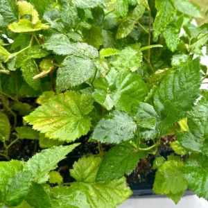 Apache Thornless Blackberry Plant - Live Bare Root Fruit Bush for Edible Gardens, Zones 6-8 - Image 9