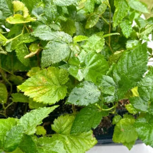 Apache Thornless Blackberry Plant – Live Starter Plug – 4-6 inches – Outdoor Fruit Shrub - Image 5