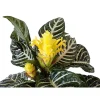 Aphelandra Zebra Plant - Live Houseplant - 4 inch Pot - Indoor Tropical Foliage - Image 1