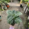 Aphelandra Zebra Plant Live Plant – 4 inch Pot – Flowering Houseplant – Indoor - Image 1