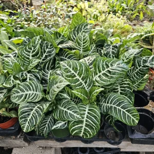 Aphelandra Zebra Plant Live Plant – 4 inch Pot – Flowering Houseplant – Indoor - Image 2