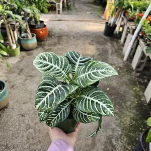 Aphelandra Zebra Plant Live Plant – 4 inch Pot – Flowering Houseplant – Indoor - Image 1