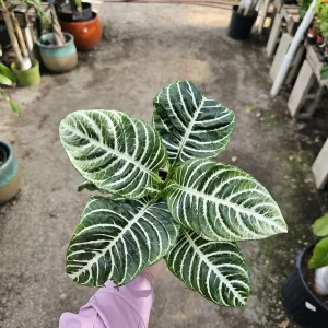 Aphelandra Zebra Plant Live Plant – 4 inch Pot – Flowering Houseplant – Indoor - Image 4