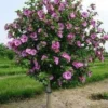 Aphrodite Rose of Sharon Bare Root Plant - 2 Pack, 1-2ft Tall, Pink Flowers, Outdoor Shrub - Image 1