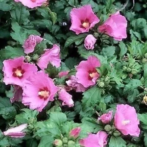 Aphrodite Rose of Sharon Bare Root Plant - 2 Pack, 1-2ft Tall, Pink Flowers, Outdoor Shrub - Image 2