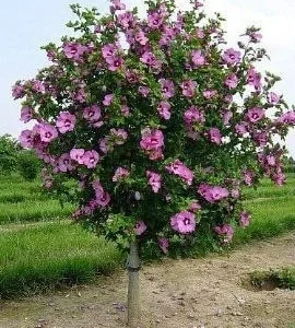 Aphrodite Rose of Sharon Bare Root Plant - 2 Pack, 1-2ft Tall, Pink Flowers, Outdoor Shrub - Image 1