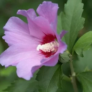 Aphrodite Rose of Sharon Bare Root Plant - Hibiscus Syriacus - 2 Pack Outdoor Shrub - Image 3