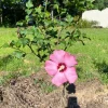Aphrodite Rose of Sharon Live Plant 10-18" Tall, 2.5" Pot - Pink Hibiscus Syriacus - Image 1