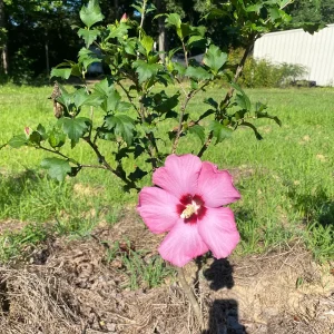 Aphrodite Rose of Sharon Live Plant 10-18