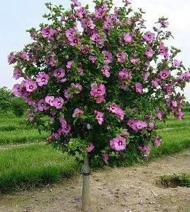 Aphrodite Rose of Sharon Live Plant - Pink-Purple Flowers, 1 Gallon Pot, Outdoor Shrub - Image 2