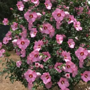 Aphrodite Rose of Sharon Live Plant - Quart Pot Althea Shrub - Lavender Blooms - Image 10