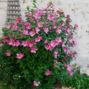Aphrodite Rose of Sharon Live Plant - Quart Pot Althea Shrub - Lavender Blooms - Image 5