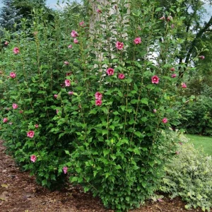 Aphrodite Rose of Sharon Live Plant - Quart Pot Althea Shrub - Lavender Blooms - Image 8