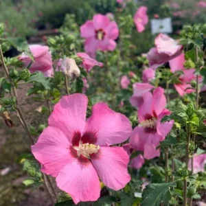 Aphrodite Rose of Sharon Live Plant - Quart Pot Althea Shrub - Lavender Blooms - Image 1