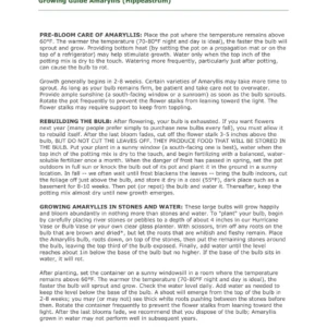 Apple Blossom Amaryllis Bulb - 28-36 cm - Indoor/Outdoor Blooms - Image 4