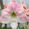 Apple Blossom Amaryllis Bulb - Winter Forcing, 20" Tall, Indoor/Outdoor - Image 1