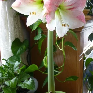 Apple Blossom Amaryllis Bulb - Winter Forcing, 20