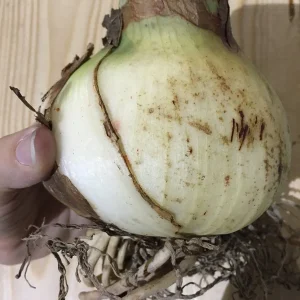 Apple Blossom Amaryllis Bulb - Winter Forcing, 20