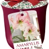 Apple Blossom Amaryllis Kit - Bordeaux Ceramic Planter, 24/26 cm Bulb - Image 1