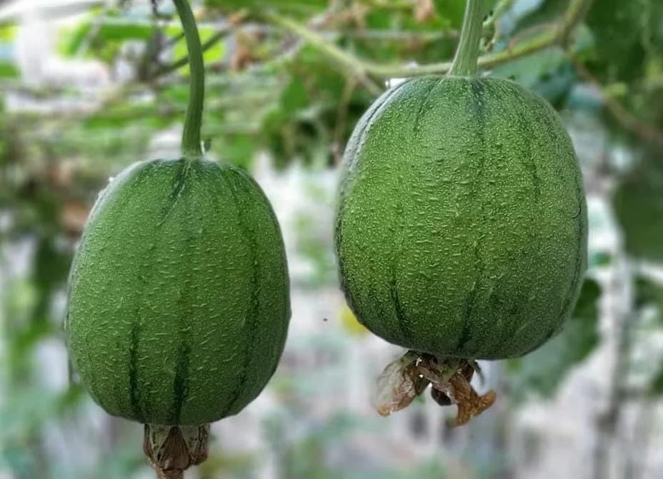 Apple Luffa Seeds - Muop Tao Heirloom Non-GMO Vegetable Seeds for Garden - Image 4