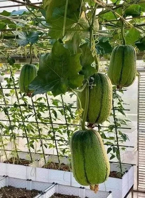 Apple Luffa Seeds - Muop Tao Heirloom Non-GMO Vegetable Seeds for Garden - Image 5