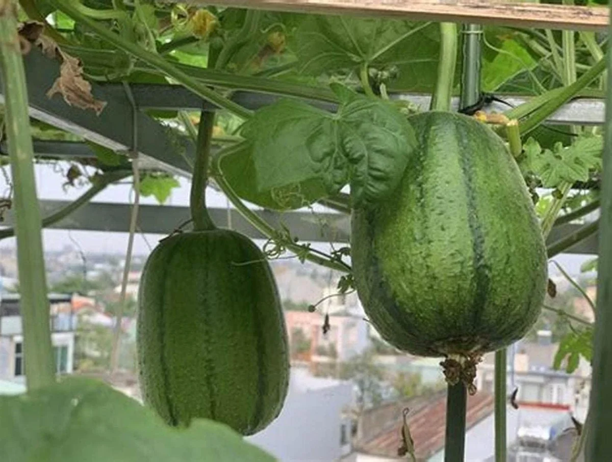 Apple Luffa Seeds - Muop Tao Heirloom Non-GMO Vegetable Seeds for Garden - Image 6