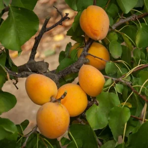 Apricot 'Golden Amber' Tree - Live Plant - 2-3 Ft Tall - 3 Gallon Pot - Outdoor Fruit Tree - Image 1