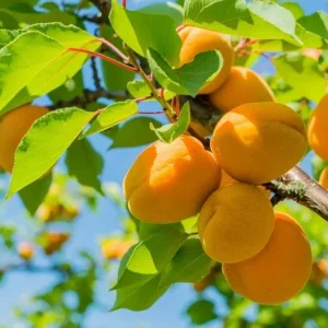 Apricot Tree Live Plant - Rooted Stock, 2 ft Tall, Outdoor Fruit Tree - Image 1