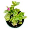 Aptenia cordifolia Baby Sun Rose Plant Succulent Plant - Image 1