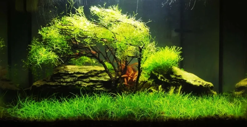 Aquarium Plant Seeds for Fish Tank Ground Cover - Water Grass Seeds - Image 2