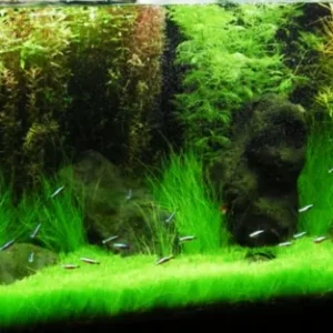 Aquarium Plant Seeds for Fish Tank Ground Cover - Water Grass Seeds - Image 5