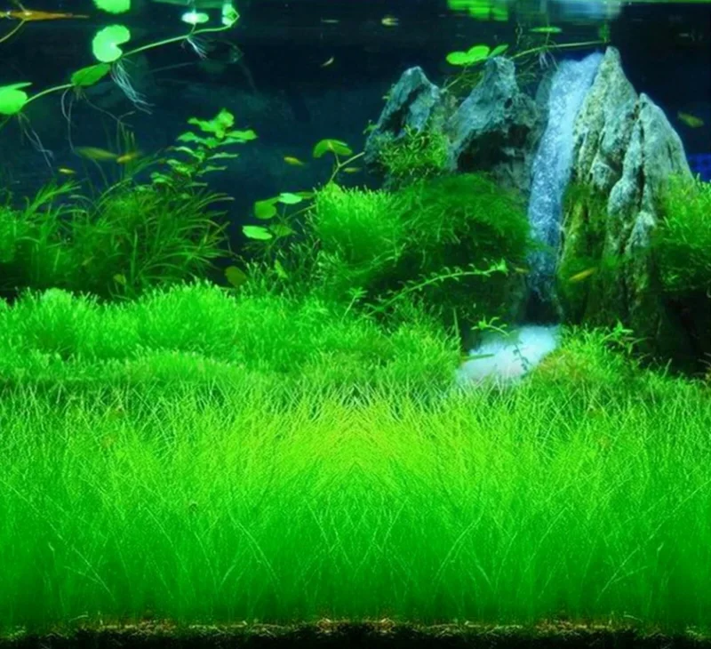 Aquarium Plant Seeds for Fish Tank Ground Cover - Water Grass Seeds - Image 6
