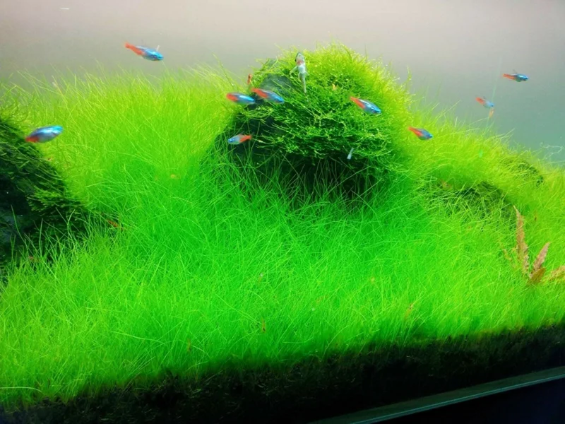 Aquarium Plant Seeds for Fish Tank Water Grass Ground Covering - USA Made - Image 4