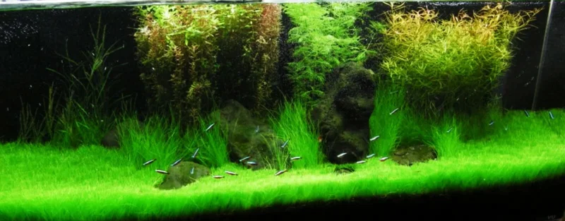 Aquarium Plant Seeds for Fish Tank Water Grass Ground Covering - USA Made - Image 5