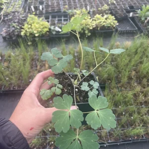 Aquilegia Canadensis 'Columbine Mix' Live Plant - 3.5