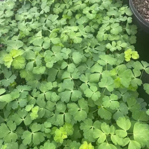 Aquilegia Canadensis 'Columbine Mix' Live Plant - 3.5