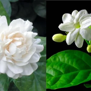 Arabian & Common Jasmine Live Plant Set, 10" Height, Fragrant White Flowers, Indoor/Outdoor - Image 1