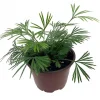 Arabian Eyelash Fern Live Plant - Actiniopteris semiflabellatta - 4" Pot - Indoor - Image 1