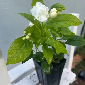 Arabian Jasmine Live Plant - Double Flower Mogra, Jasminum sambac, 4 inch Pot - Image 1