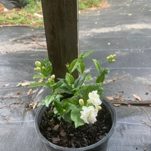 Arabian Jasmine Live Plant - Double Flower Mogra, Jasminum sambac, 4 inch Pot - Image 5