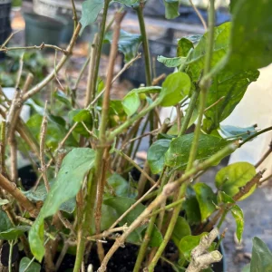 Arabian Jasmine Live Plant - Double Flower Mogra, Jasminum sambac, 4 inch Pot - Image 6