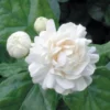 Arabian Jasmine Live Plant – Fragrant White Flowers, 7" Height, 3" Pot, Indoor/Outdoor - Image 1