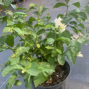 Arabian Jasmine Live Plant (Jasminum Sambac) - Fragrant Single White Flower - Image 7
