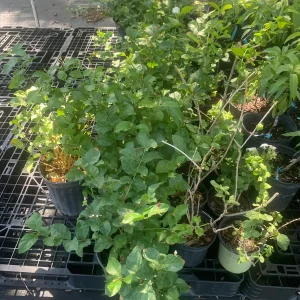 Arabian Jasmine Plant (Jasminum Sambac) - Fragrant Live Plant - Single Flower - Image 8